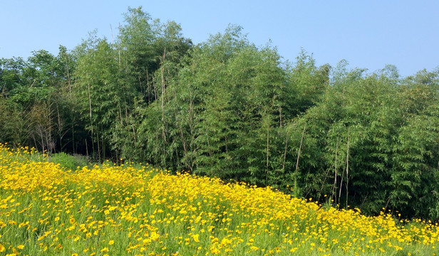 竹园和金鸡菊