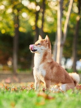 日本柴犬