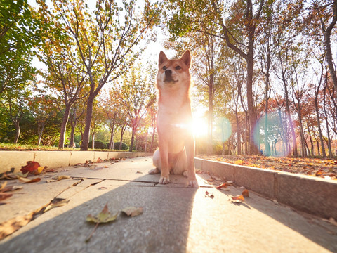 日本柴犬