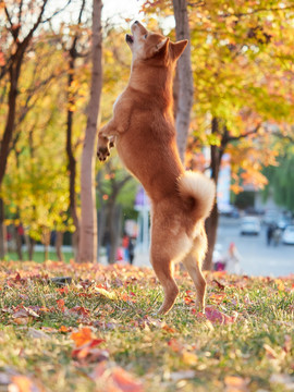 日本柴犬