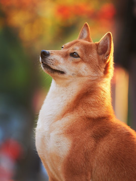 日本柴犬