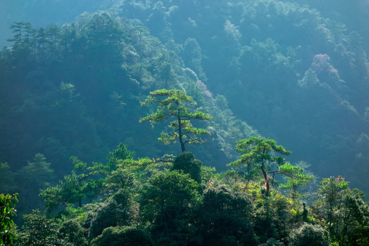 武义牛头山顶峰松树