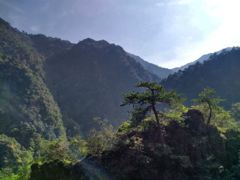 武义牛头山顶峰松树