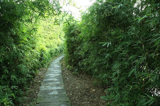 竹林小路