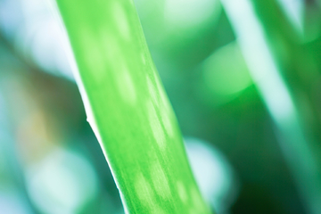 绿色小清新植物