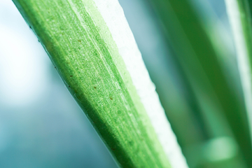 小清新绿色植物