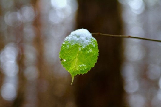 绿叶与白雪