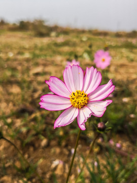 格桑花波斯菊