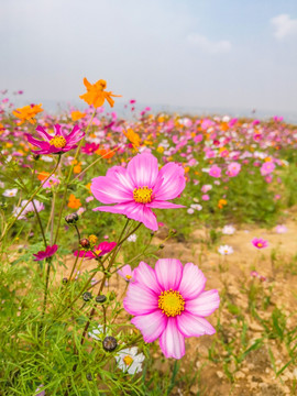 格桑花波斯菊