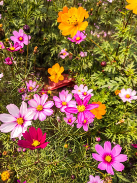 格桑花波斯菊