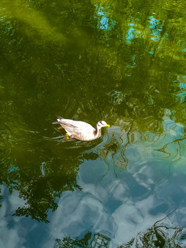 水中游泳的鸭子