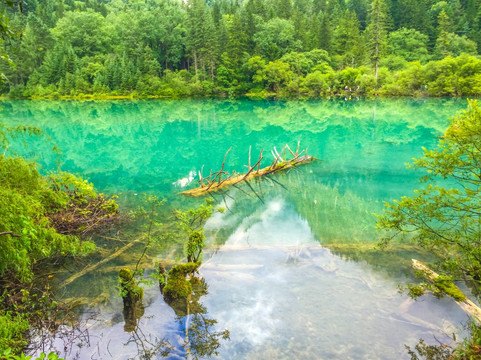 九寨沟箭竹海