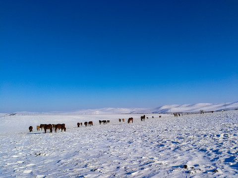 冬季草原马群
