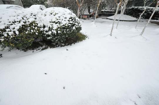 上海雪景