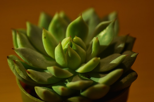 多肉植物