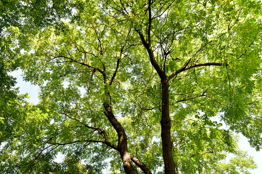 仰拍树林