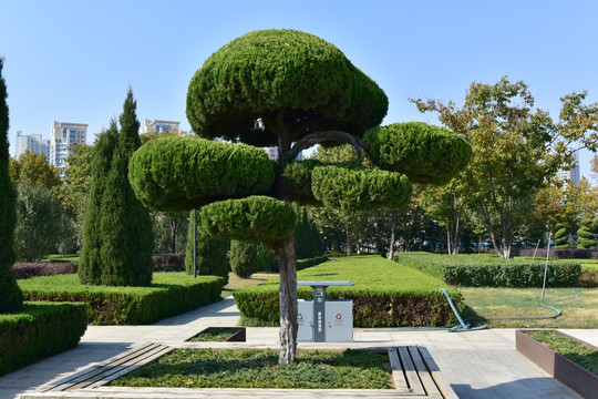 园林植物修剪造型