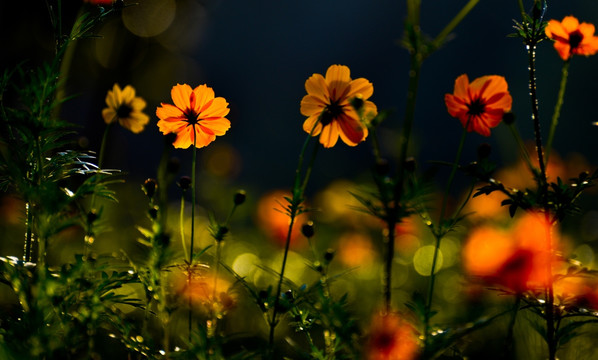 格桑花波斯菊