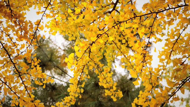 秋天里逆光的黄叶