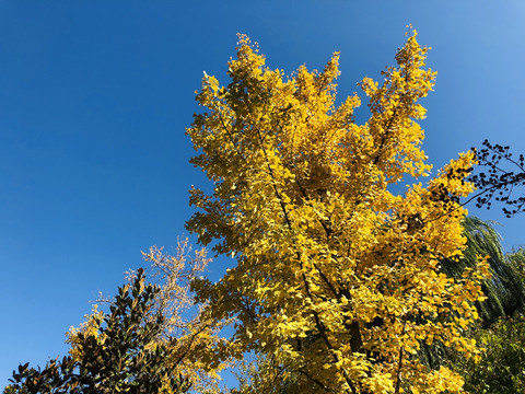 秋色银杏树风景照