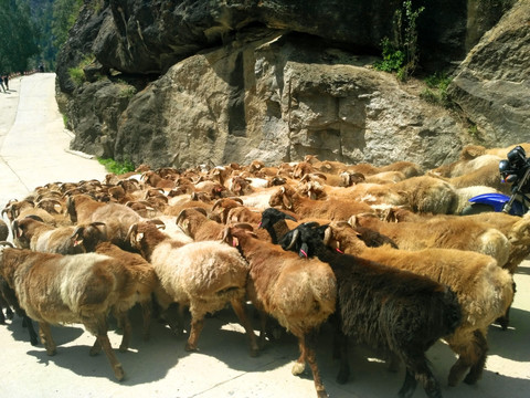 新疆可可托海牧民放羊