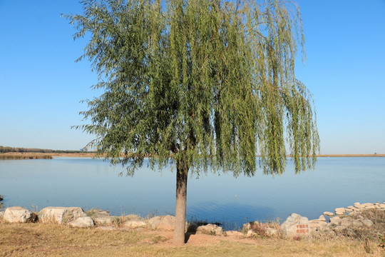 湖边柳树