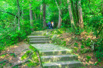 原始森林素材