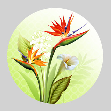 創(chuàng)意設(shè)計(jì)天堂鳥紅花
