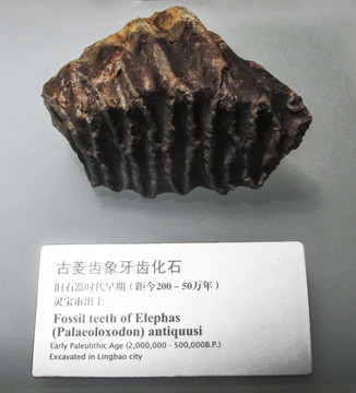 古菱齿象牙齿化石