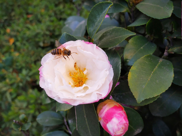 山茶花