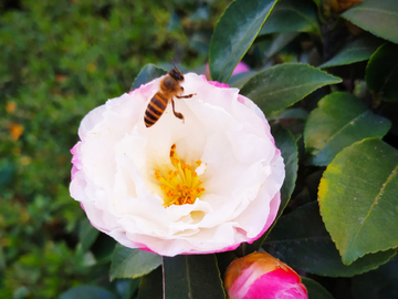 山茶花