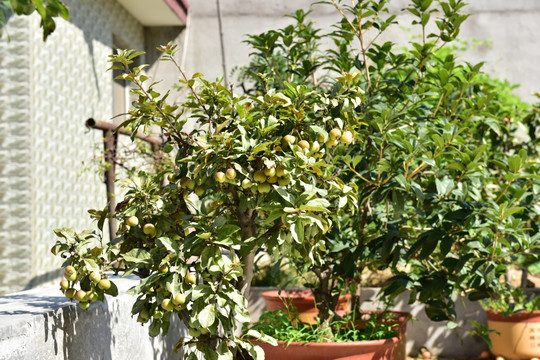 盆景植物