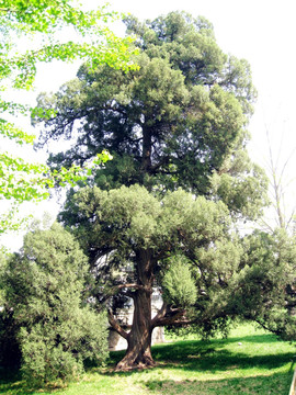 颐和园的百年古树
