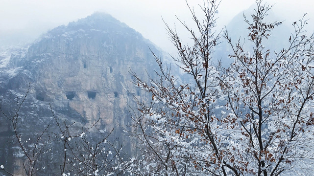 积雪的树梢