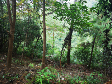 林间美景