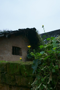 土屋黄花