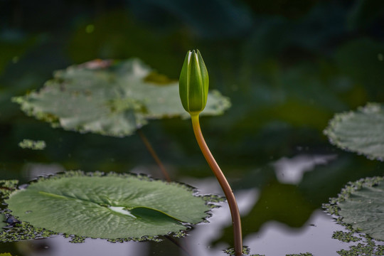 花苞