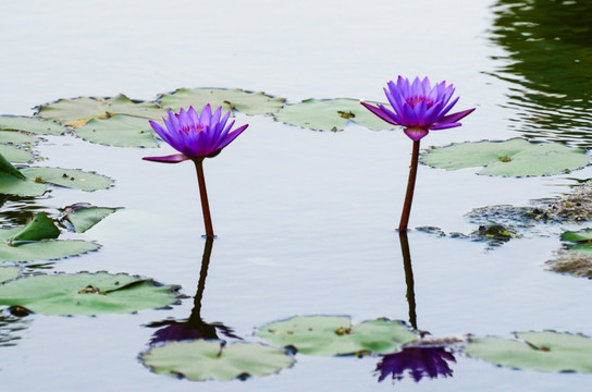 池塘中的莲花