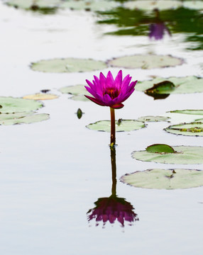 池塘中的莲花