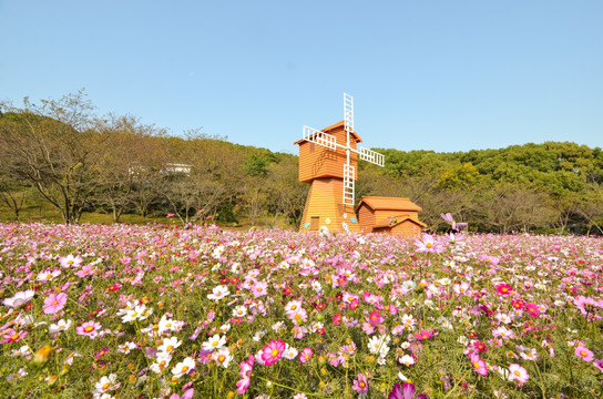 格桑花海