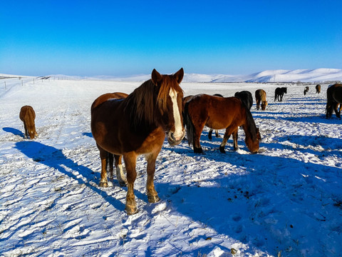 冬季雪原蒙古马