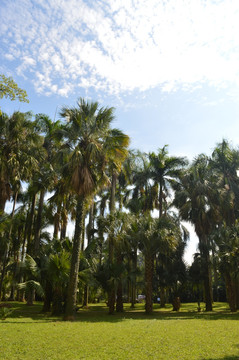 棕榈树景观