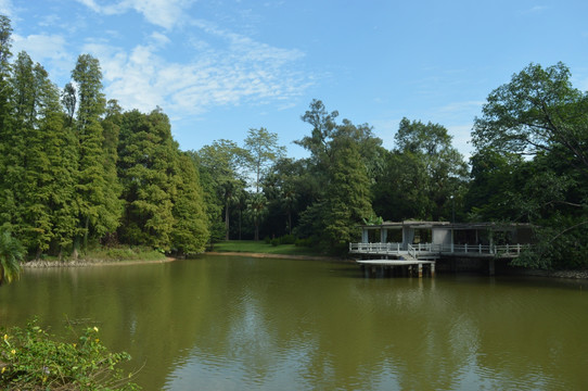 绿化树景观湖泊风景