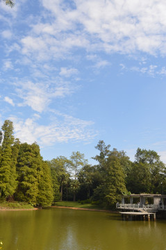 蓝天下的绿柏树湖泊景观