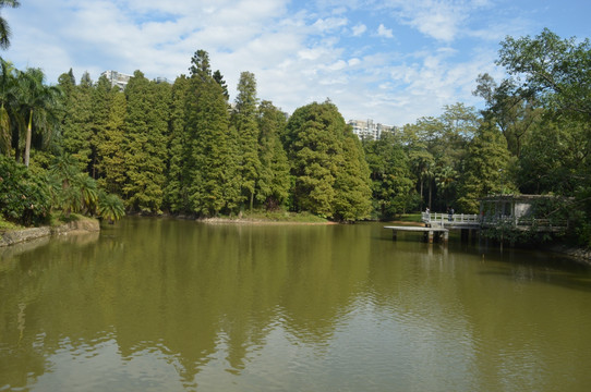 柏树湖面风景