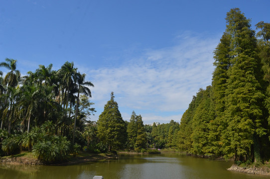 棕榈树柏树湖泊天空