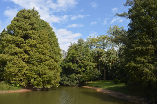 柏树平静湖面