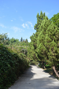 夏日道路绿化风景