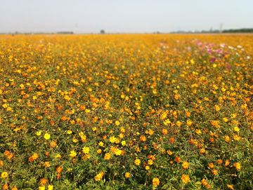 硫华菊