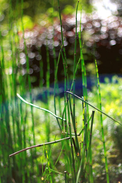 观赏竹